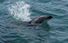 Dolphin watch at Paihia, Bay of Islands, New Zealand.